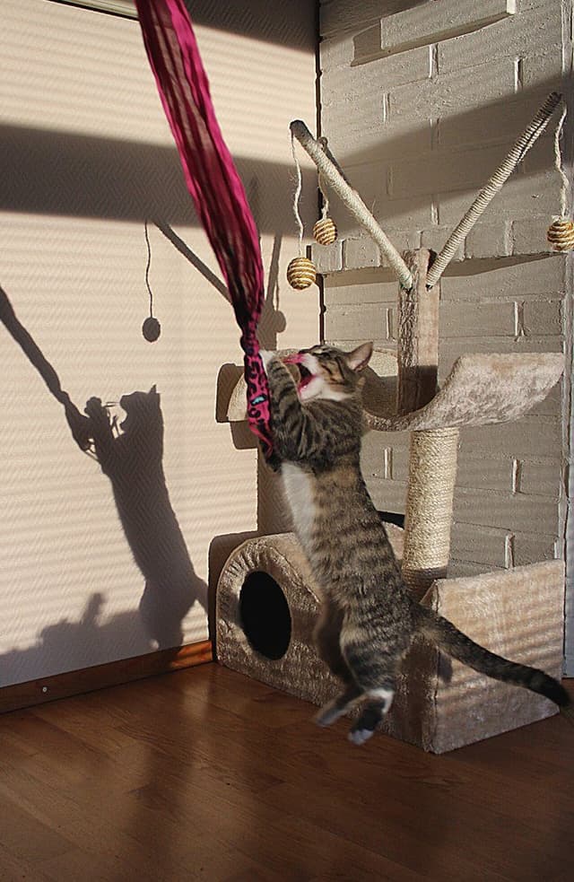 Beige cat tree with condo, hammock perch and sisal post